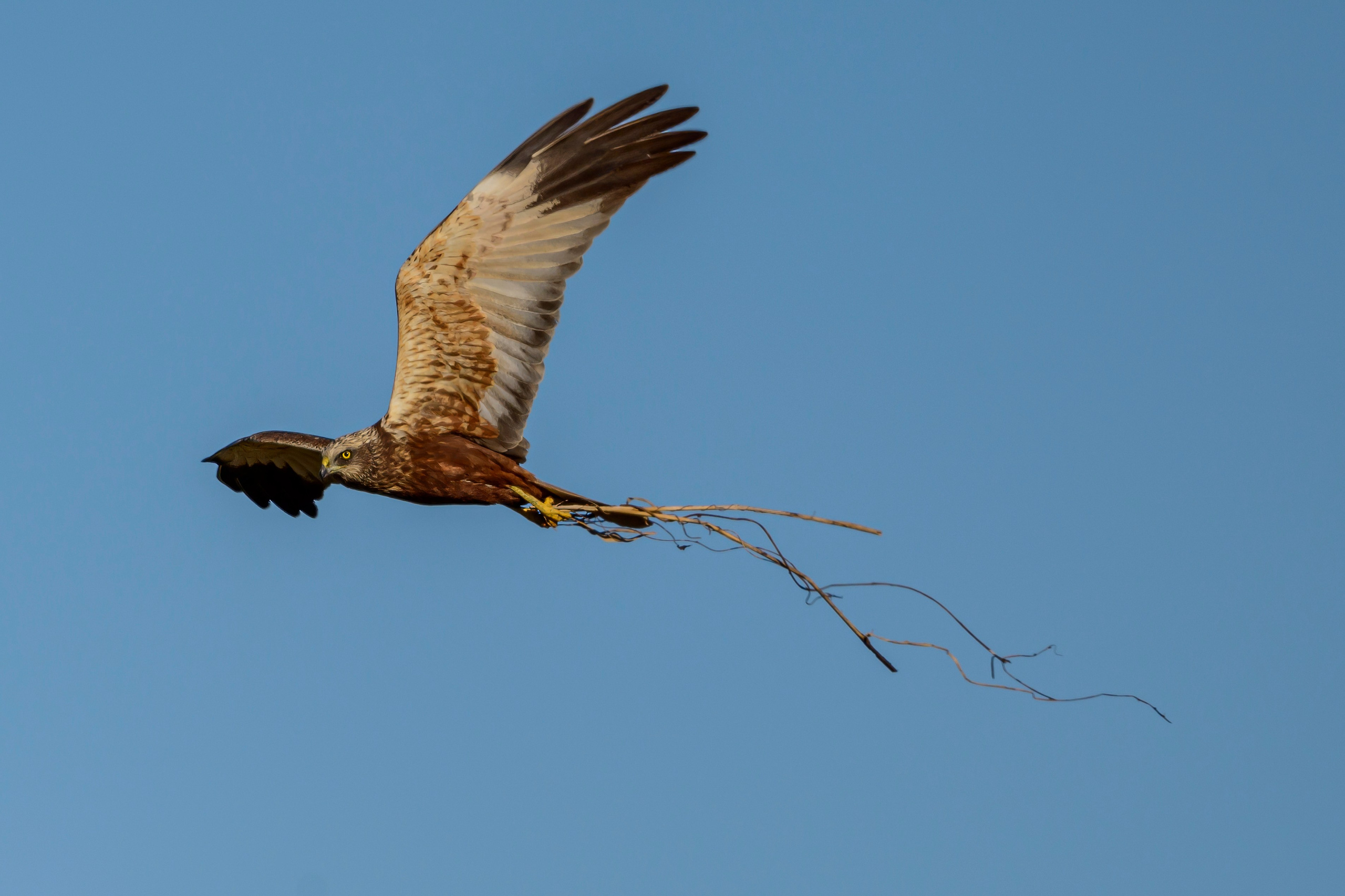 Журавли, совы, кроншнеп и кукушка. Wildlife photography by Sergey Puponin