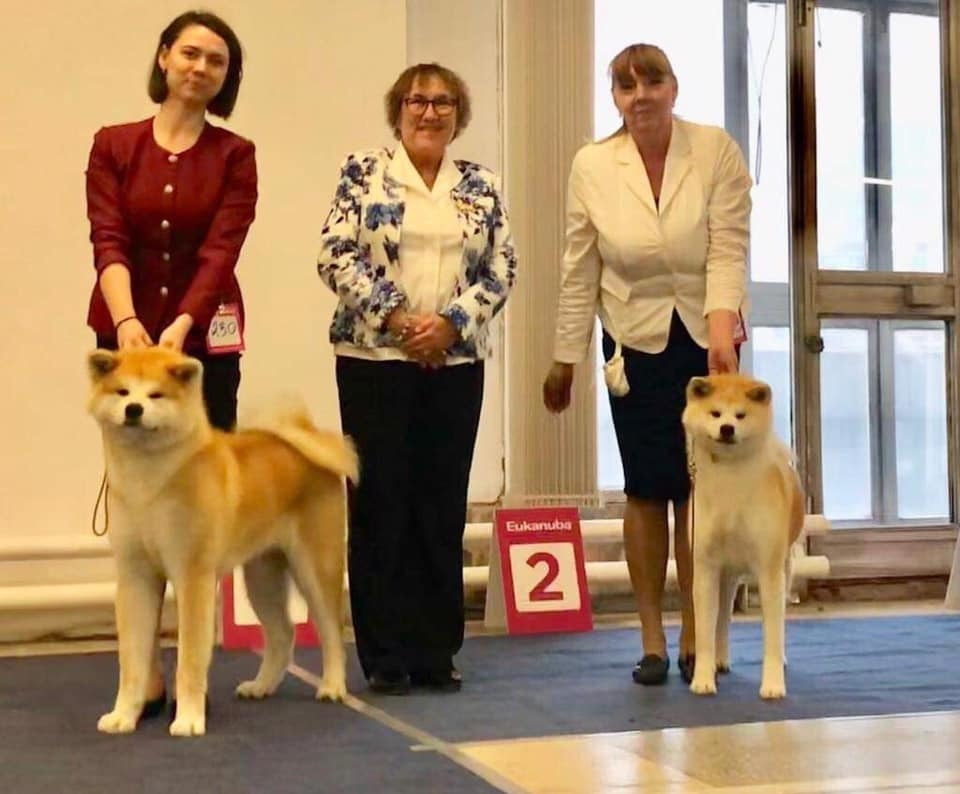 GRADUATES OF THE KENNEL. SHIOMARU Shiba and Akita Inu Kennel