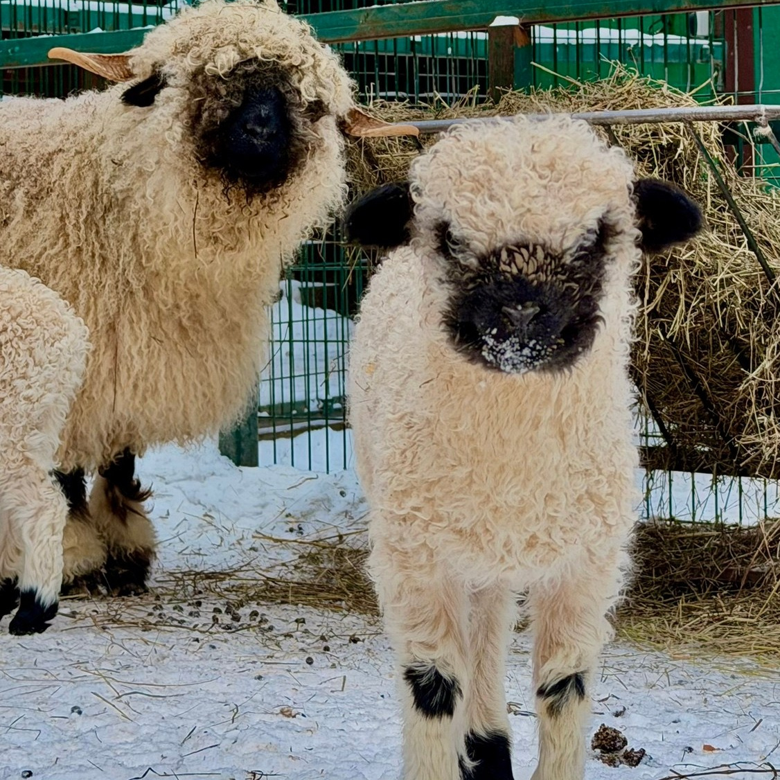 Черноносая овца Шрек с чёрной мордочкой и белой шерстью