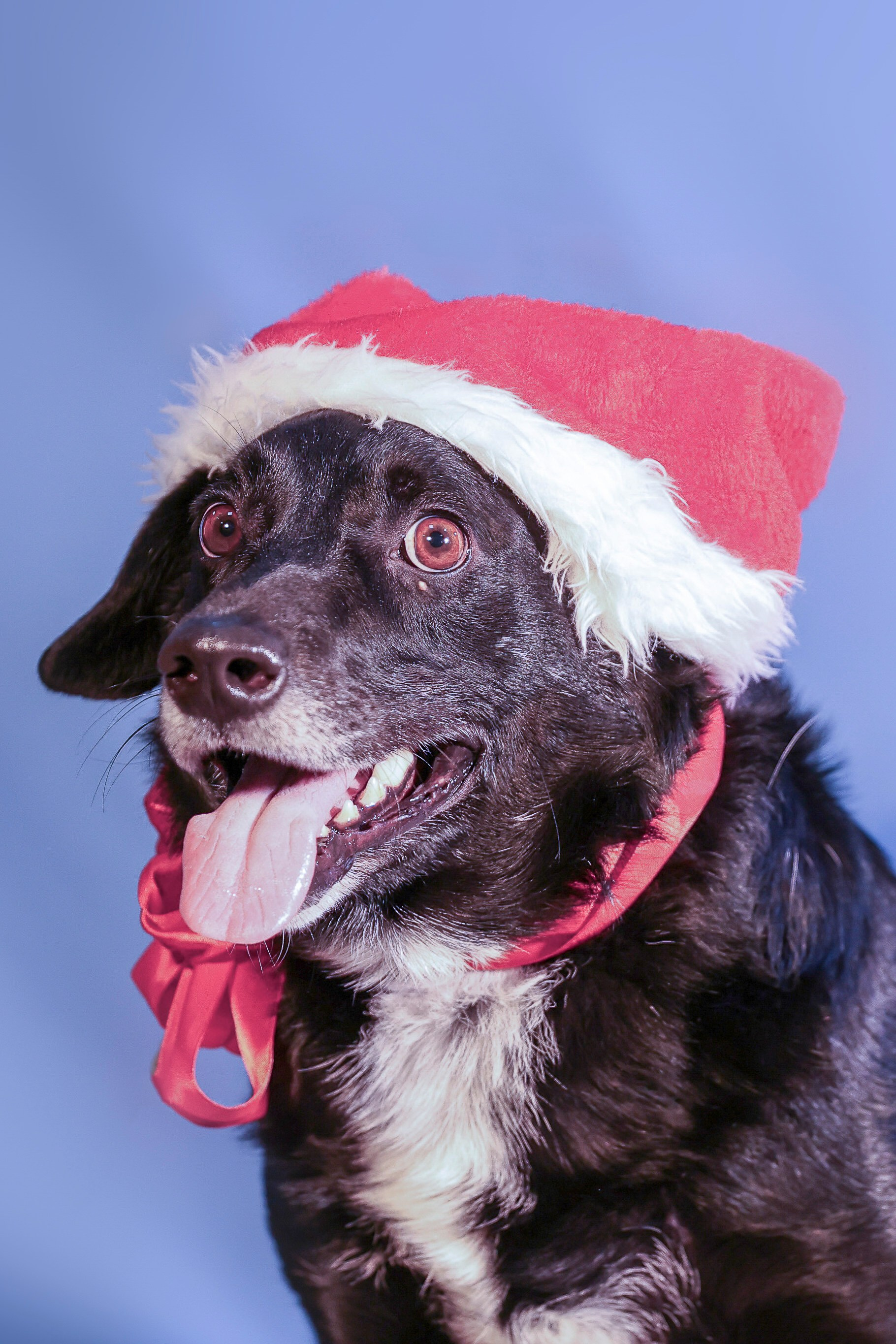 Приют четвероногий АНГЕЛ. Фотограф 📸 семейный, предметный, репортажный
