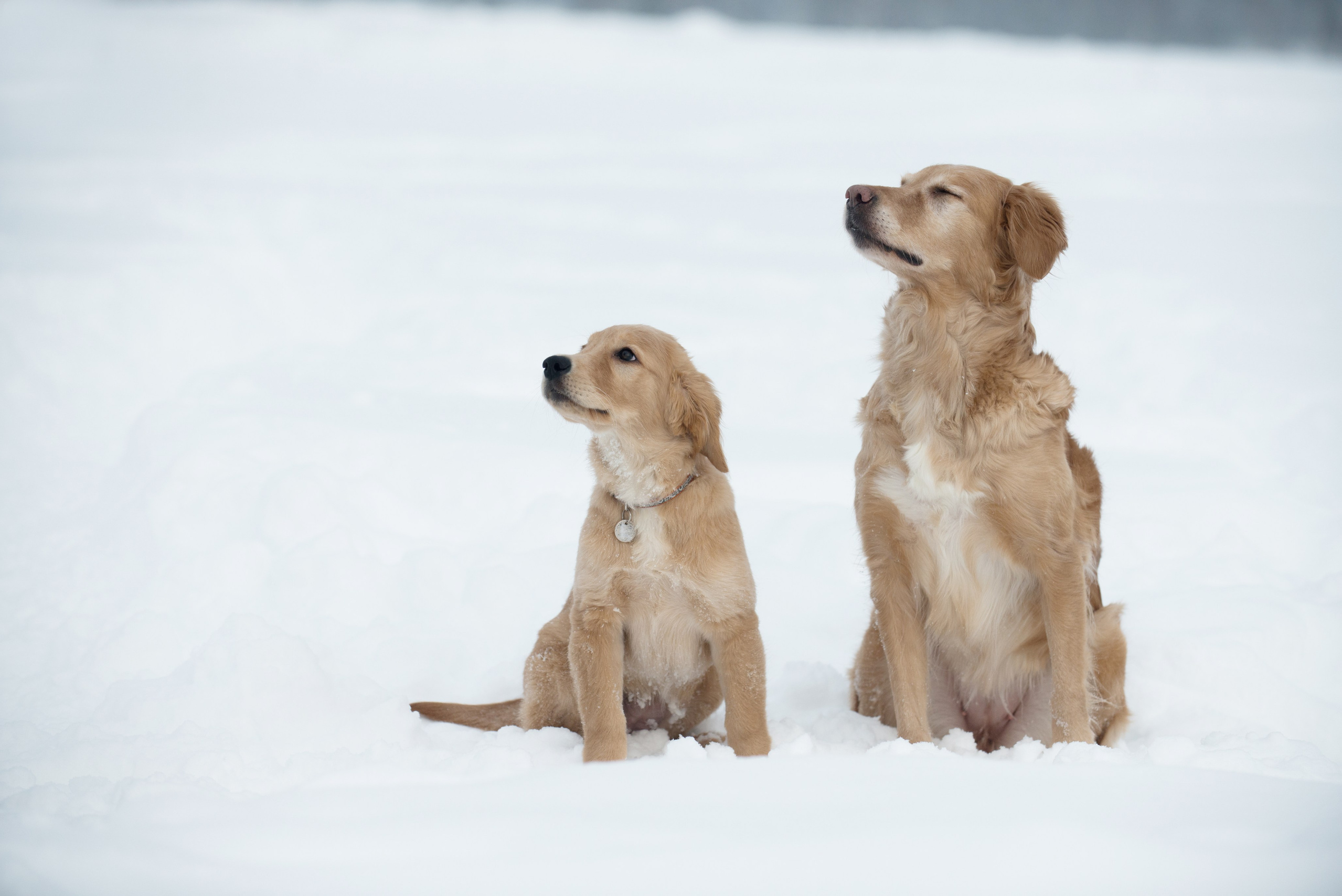 Контакты. Фотограф-анималист Наталья Светличная