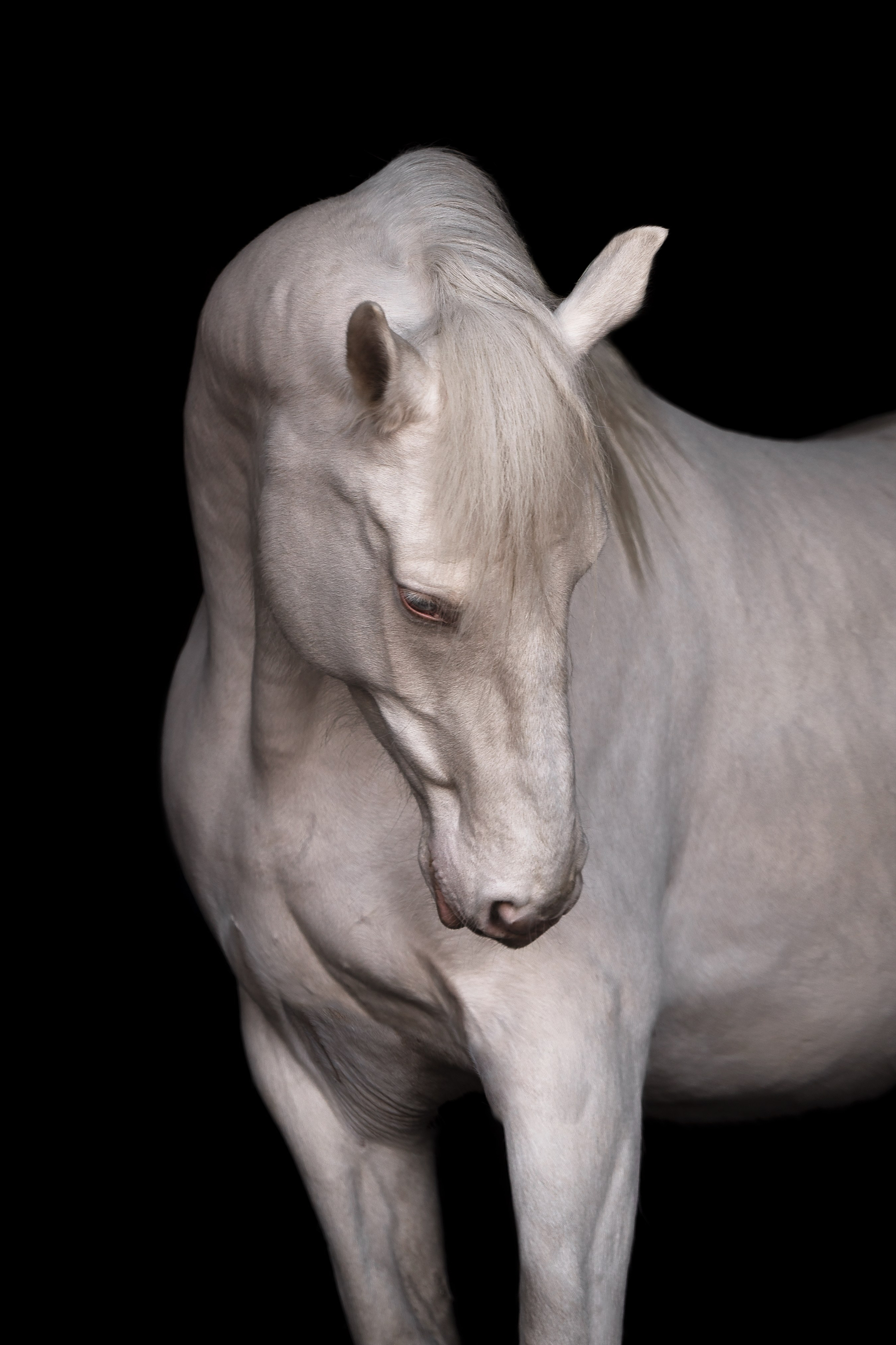 фото для интерьера, отпечаток, авторская фотография, купить отпечаток, купить фотографию, фото лошадей, фото лошади, красивые лошади, принт, цифровой отпечаток