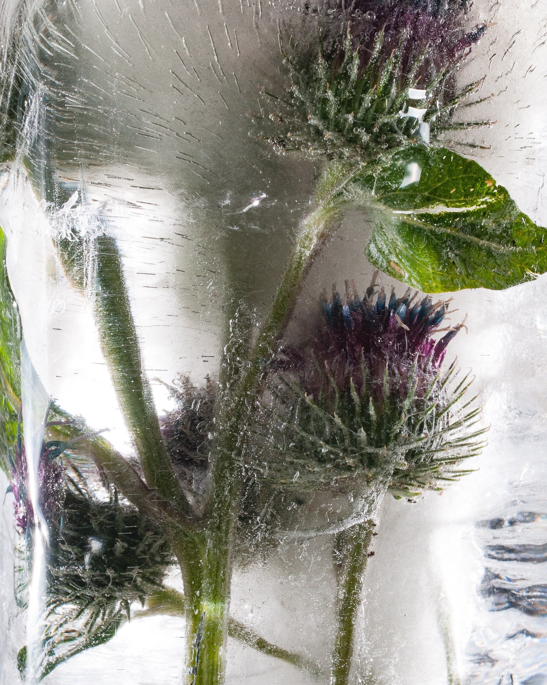 FFF — Frozen Fairy Flower. Фотограф в Санкт-Петербурге Анна Гончар