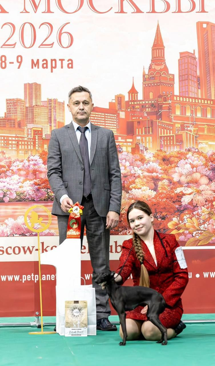 Победа в конкурсе «Юный Хендлер». Профессиональный питомник левреток РКФ/FCI ASTI SAPPHIRE 💎 Сочи|Санкт-Петербург