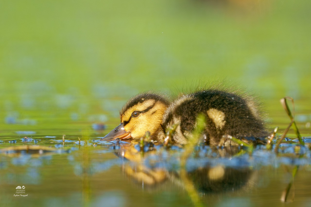 Фотограф Лубсан Чагдуров