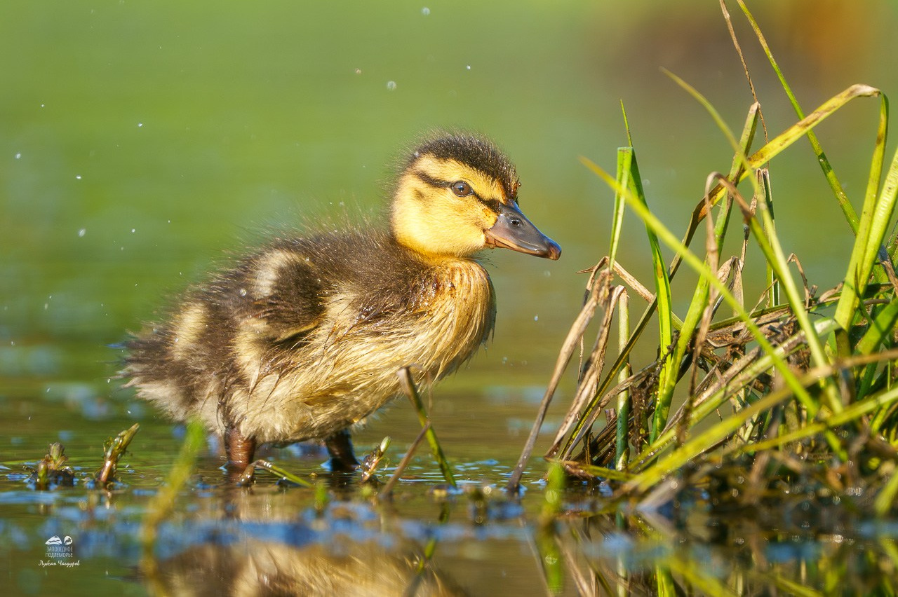 Фотограф Лубсан Чагдуров