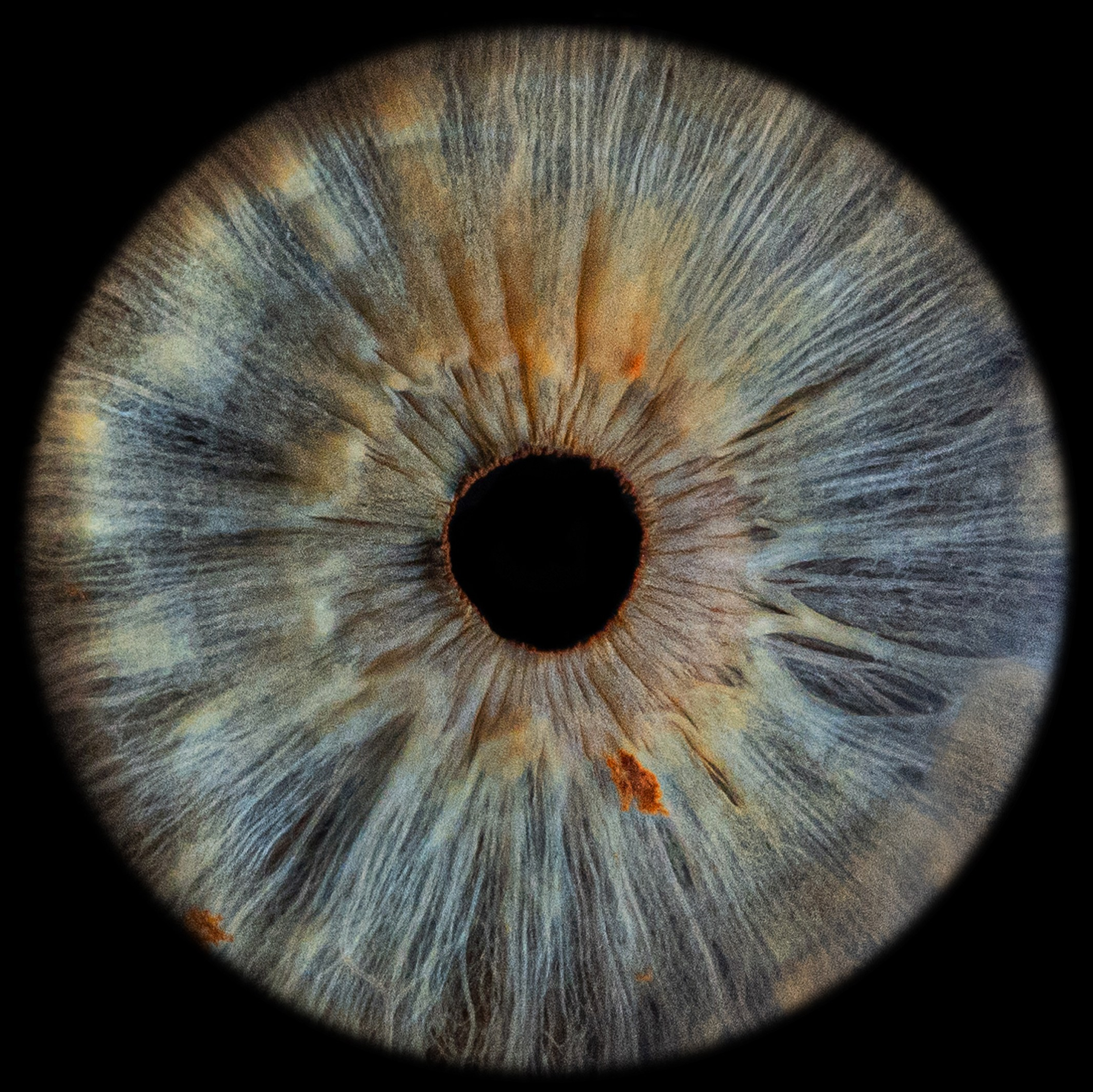 фото радужки глаза Хабаровск фотография радужки глаза Хабаровск