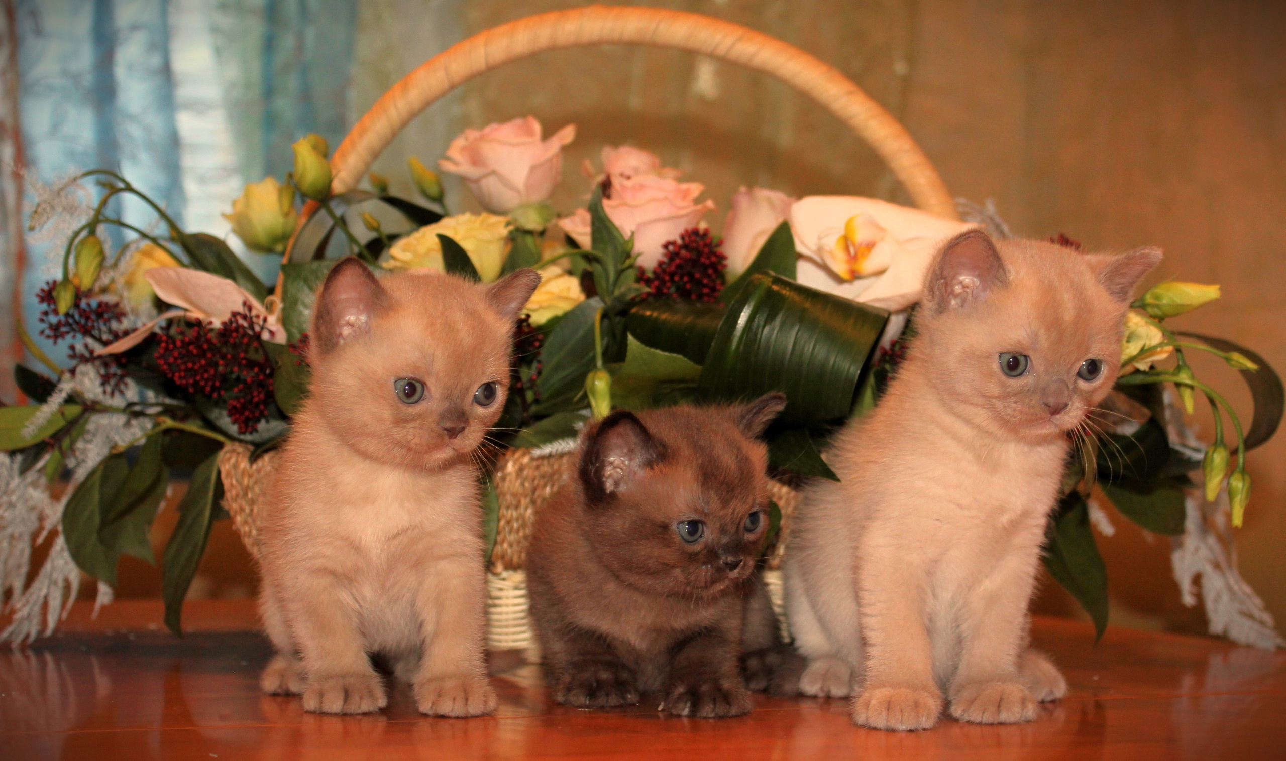 Котёнок американской бурмы. Las Burmas — питомник американской бурмы традиционных линий