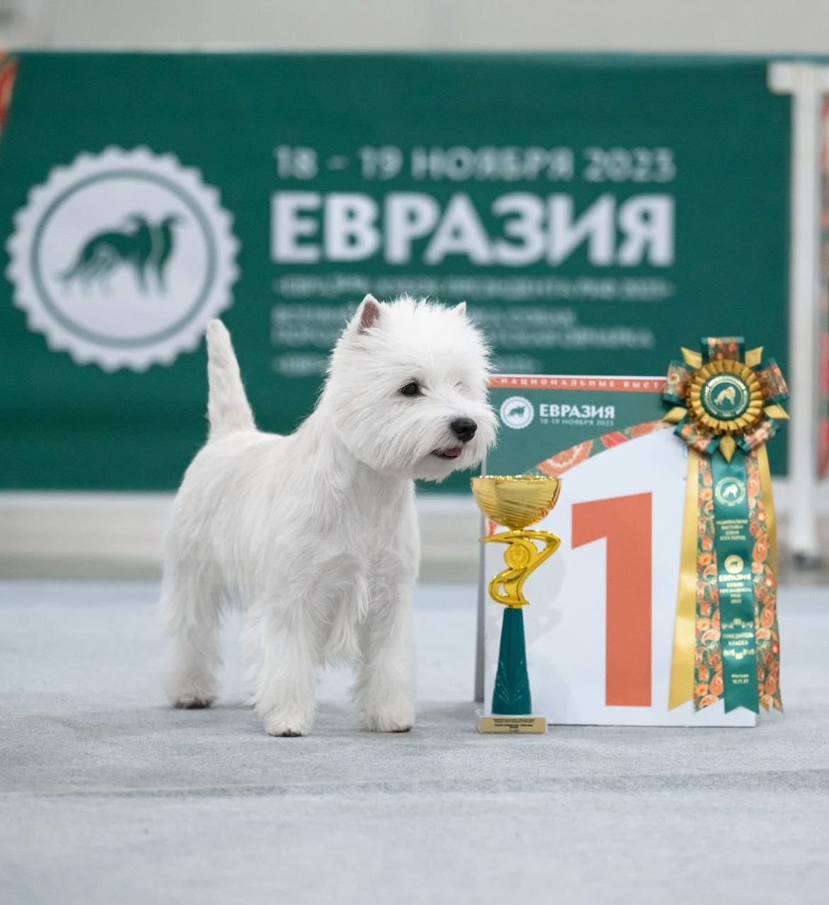 Самая престижная и крупная выставка «ЕВРАЗИЯ'23 в Крокус Экспо. Питомник собак породы вест хайленд вайт терьер в Москве