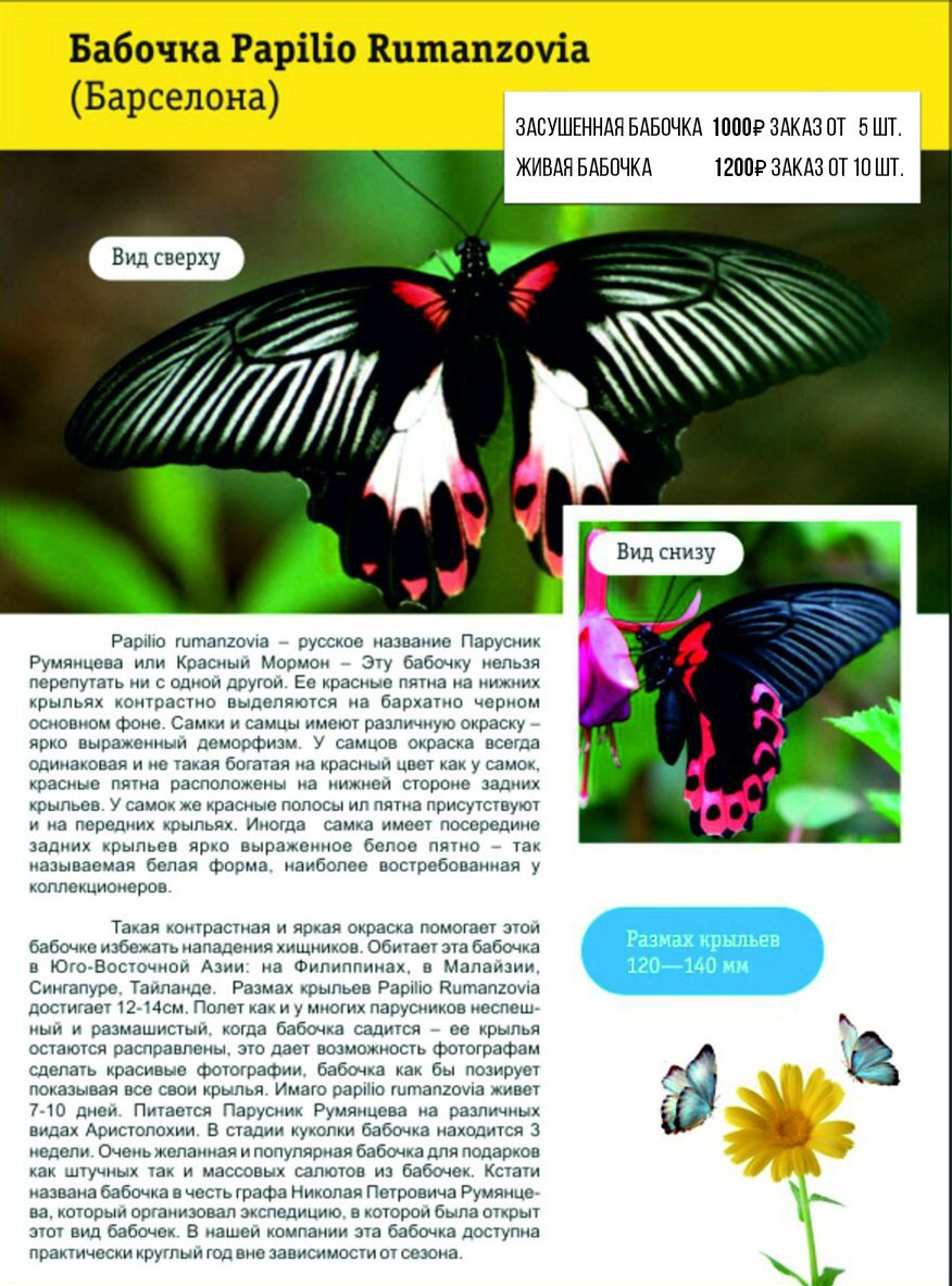 Фотосессия с живыми тропическими бабочками в Краснодаре. Интерьерная фотостудия FOTOGEN г. Краснодар