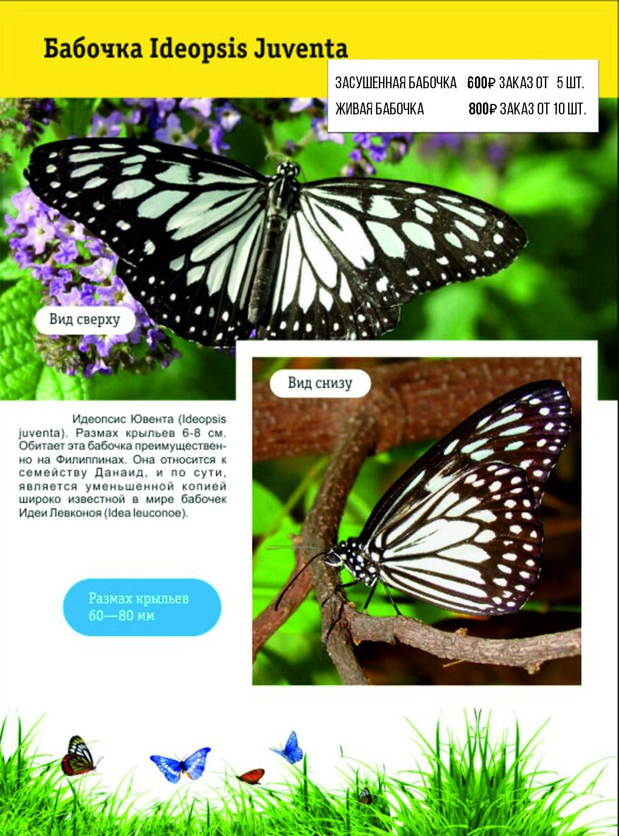 Фотосессия с живыми тропическими бабочками в Краснодаре. Интерьерная фотостудия FOTOGEN г. Краснодар