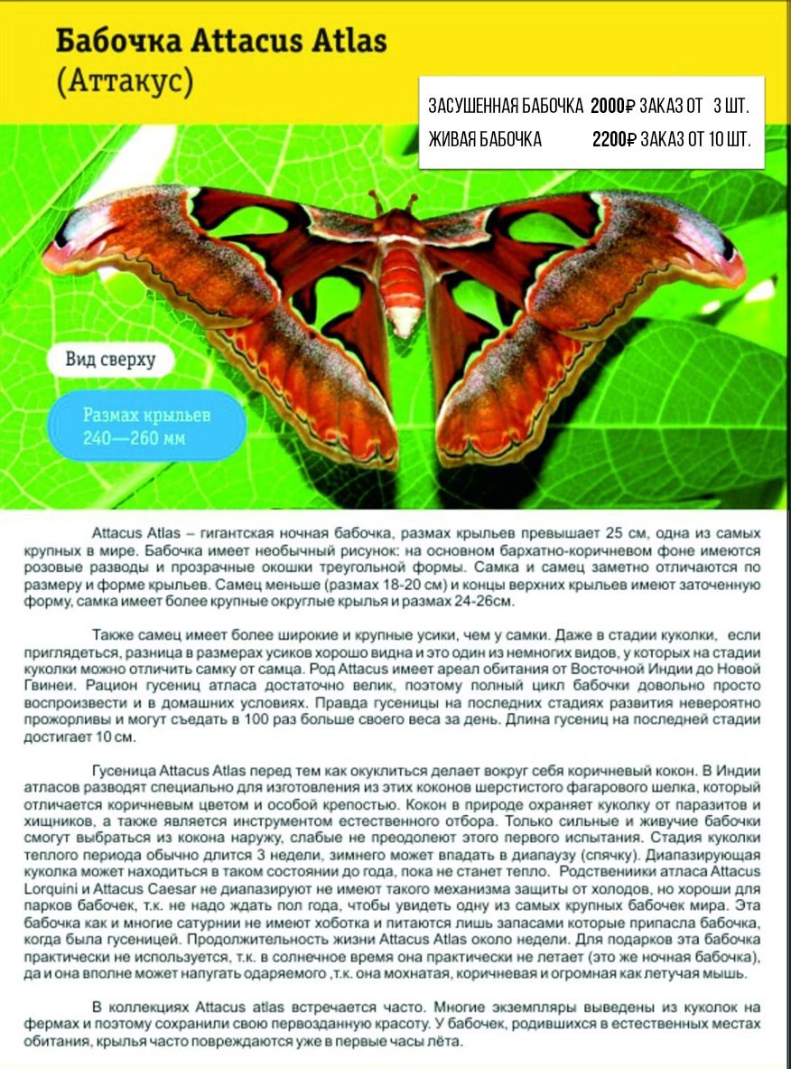 Фотосессия с живыми тропическими бабочками в Краснодаре. Интерьерная фотостудия FOTOGEN г. Краснодар