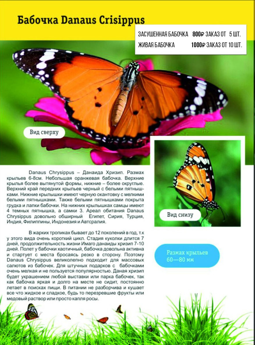 Фотосессия с живыми тропическими бабочками в Краснодаре. Интерьерная фотостудия FOTOGEN г. Краснодар