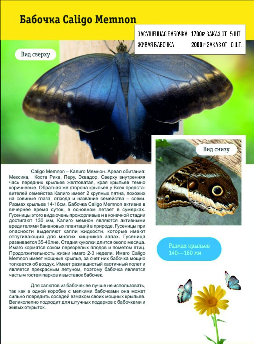 Фотосессия с живыми тропическими бабочками в Краснодаре. Интерьерная фотостудия FOTOGEN г. Краснодар