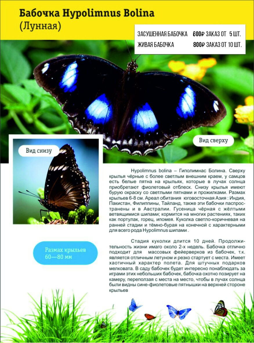 Фотосессия с живыми тропическими бабочками в Краснодаре. Интерьерная фотостудия FOTOGEN г. Краснодар