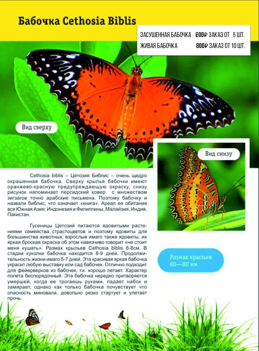 Фотосессия с живыми тропическими бабочками в Краснодаре. Интерьерная фотостудия FOTOGEN г. Краснодар