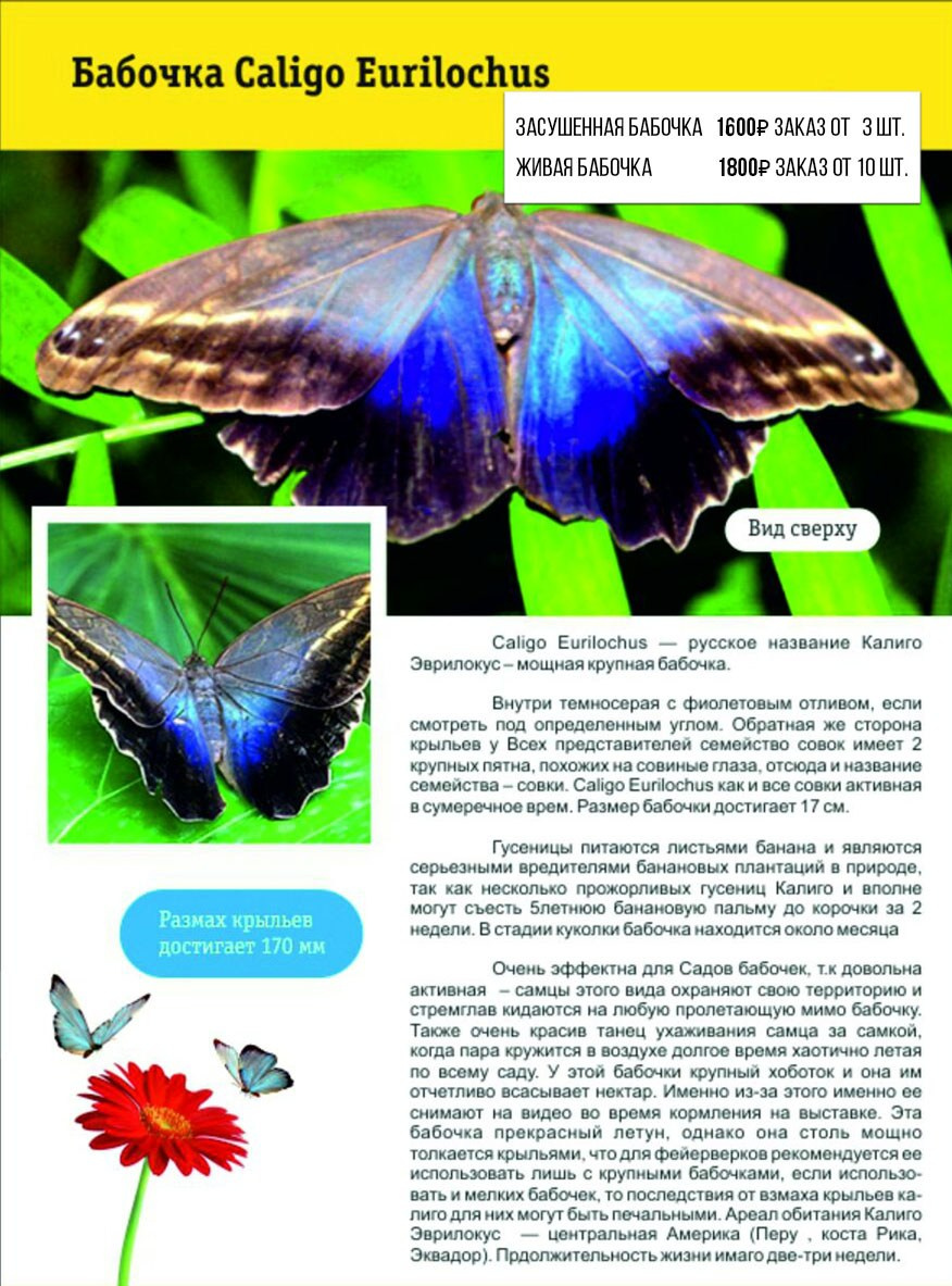 Фотосессия с живыми тропическими бабочками в Краснодаре. Интерьерная фотостудия FOTOGEN г. Краснодар