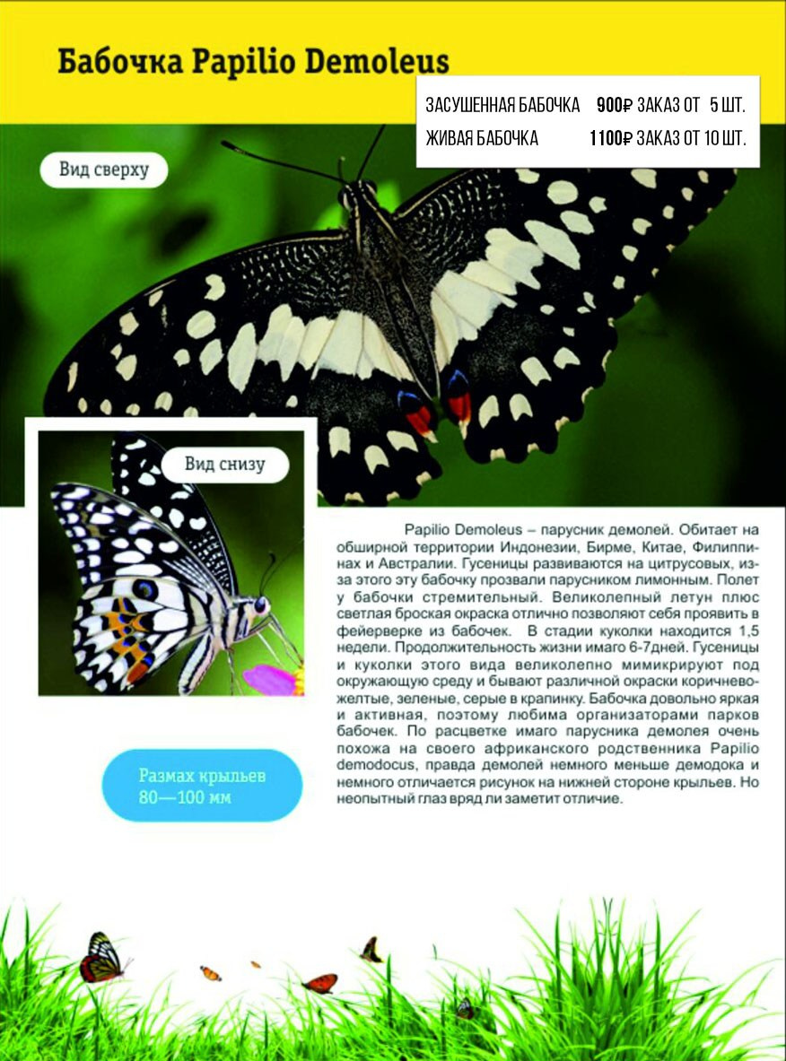 Фотосессия с живыми тропическими бабочками в Краснодаре. Интерьерная фотостудия FOTOGEN г. Краснодар