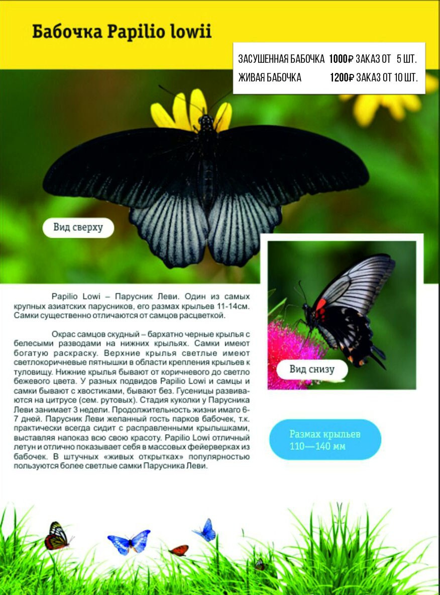 Фотосессия с живыми тропическими бабочками в Краснодаре. Интерьерная фотостудия FOTOGEN г. Краснодар