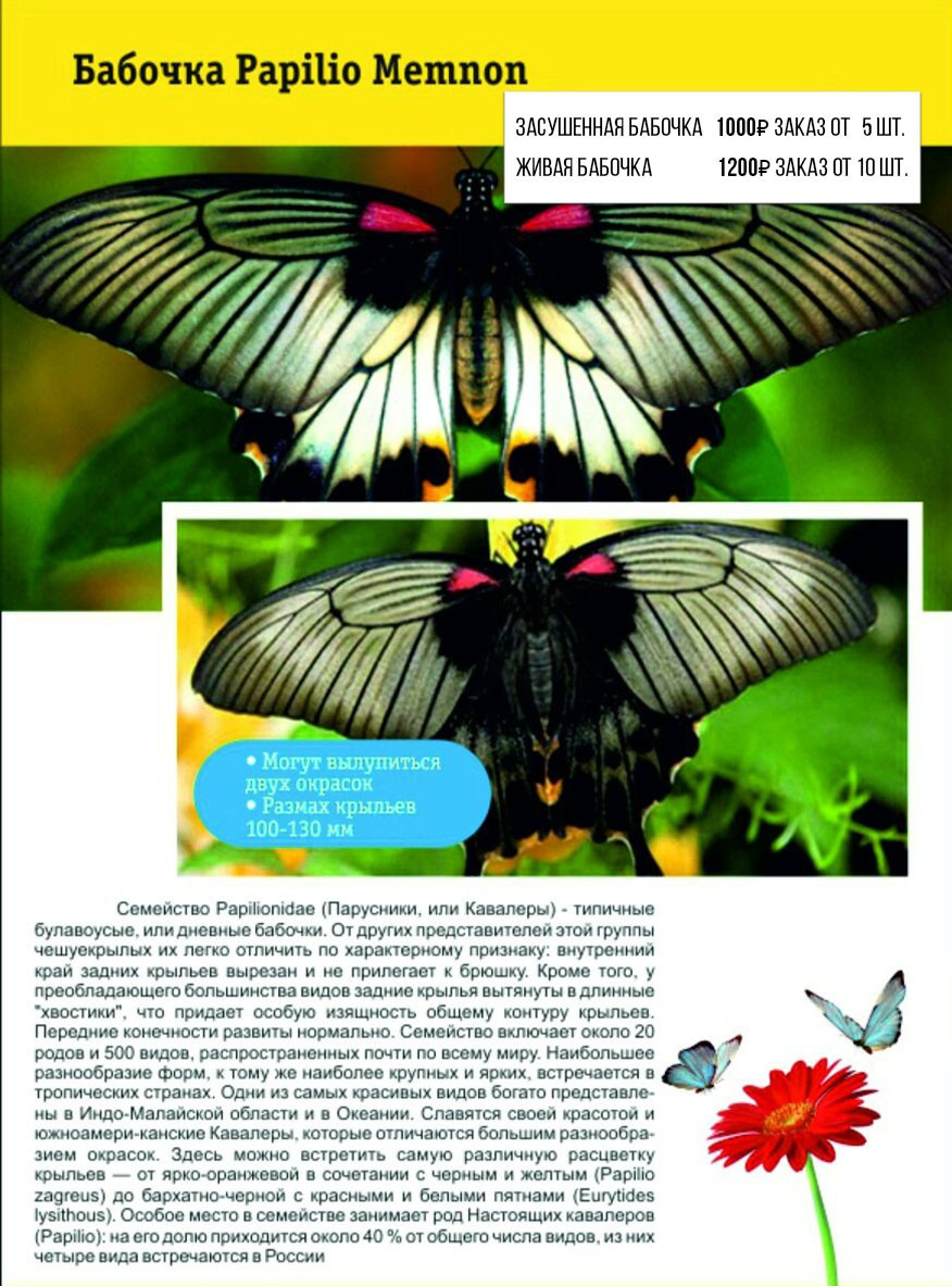 Фотосессия с живыми тропическими бабочками в Краснодаре. Интерьерная фотостудия FOTOGEN г. Краснодар