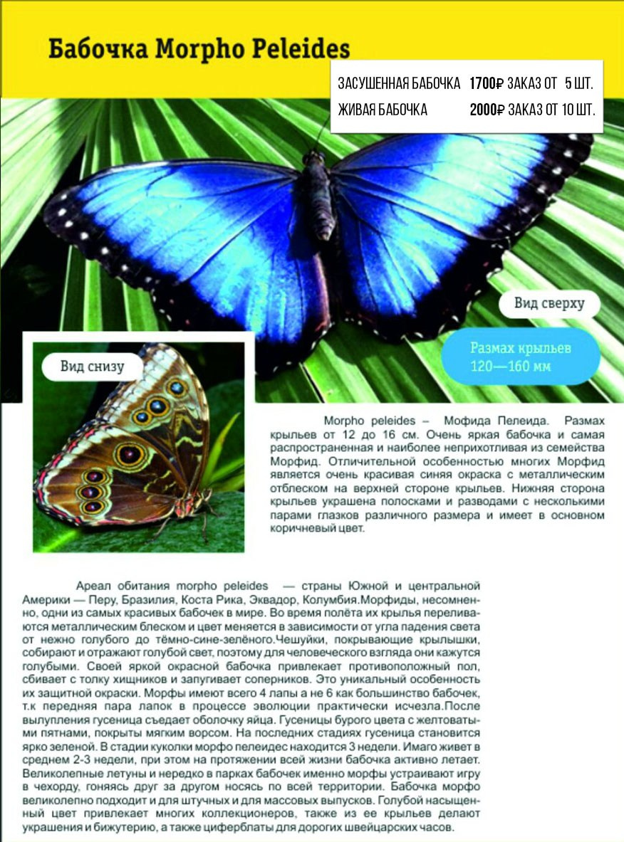 Фотосессия с живыми тропическими бабочками в Краснодаре. Интерьерная фотостудия FOTOGEN г. Краснодар