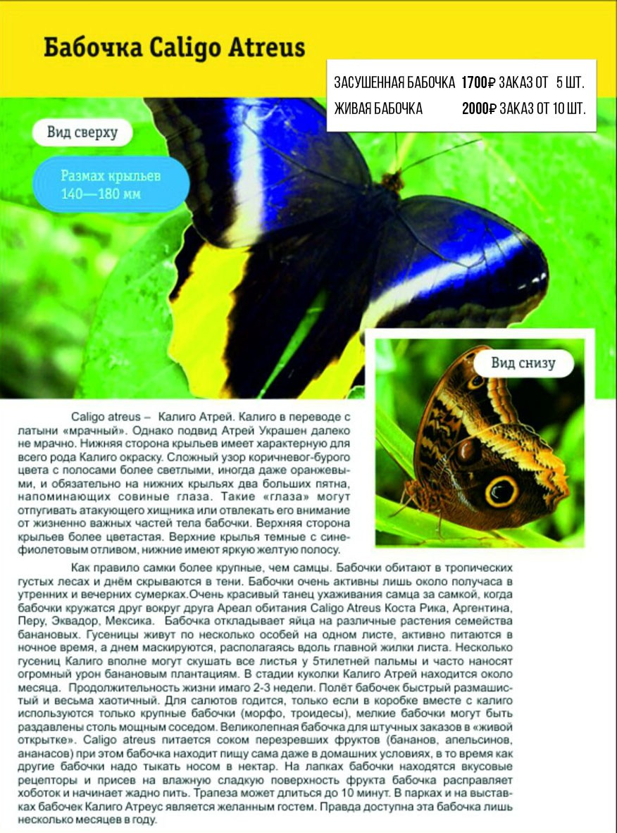 Фотосессия с живыми тропическими бабочками в Краснодаре. Интерьерная фотостудия FOTOGEN г. Краснодар