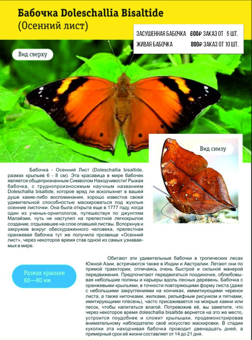 Фотосессия с живыми тропическими бабочками в Краснодаре. Интерьерная фотостудия FOTOGEN г. Краснодар