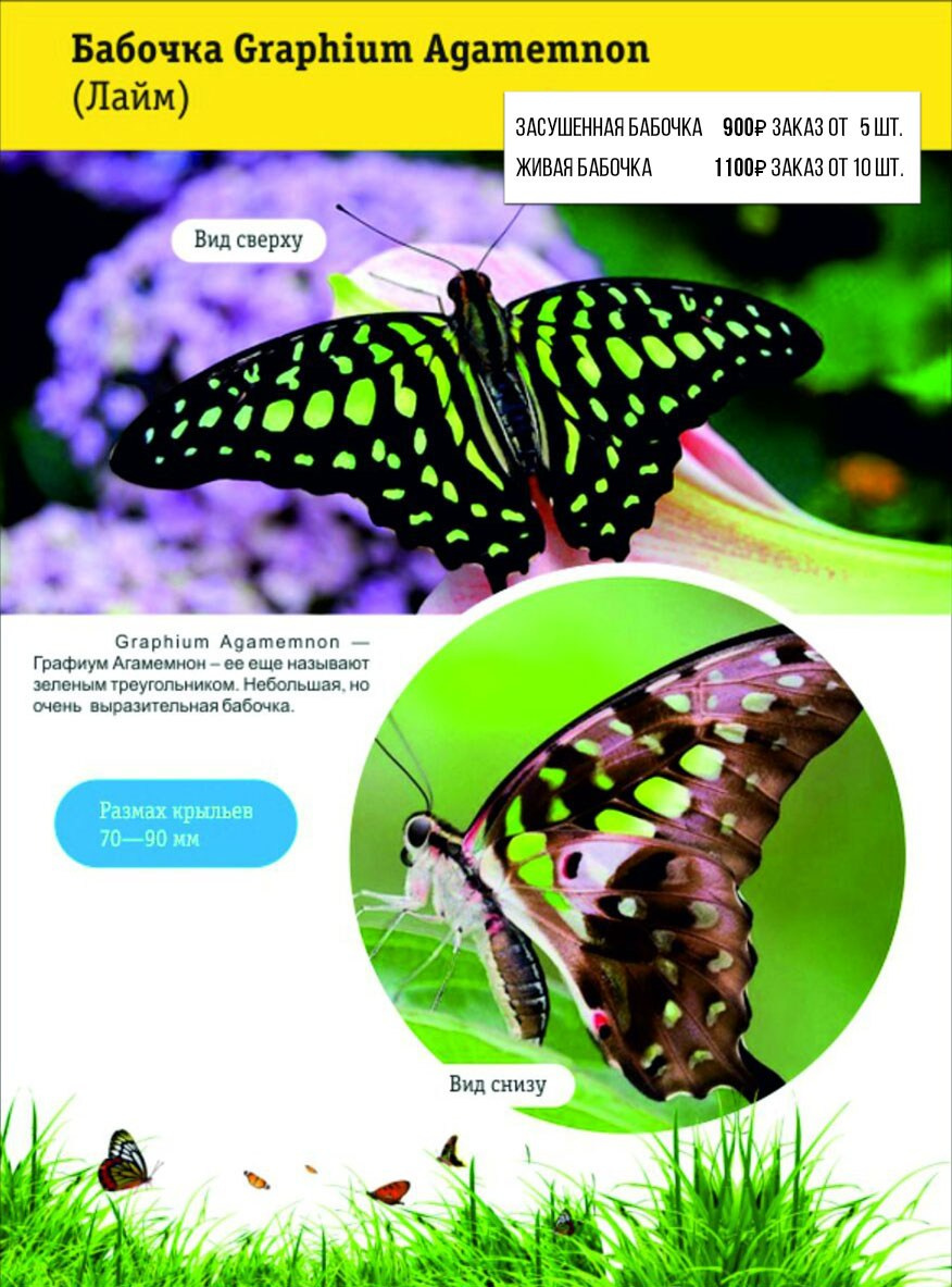 Фотосессия с живыми тропическими бабочками в Краснодаре. Интерьерная фотостудия FOTOGEN г. Краснодар