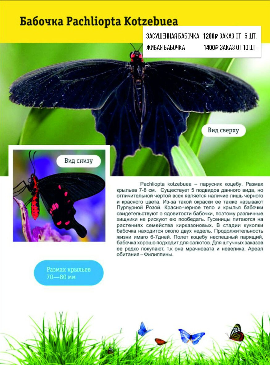 Фотосессия с живыми тропическими бабочками в Краснодаре. Интерьерная фотостудия FOTOGEN г. Краснодар