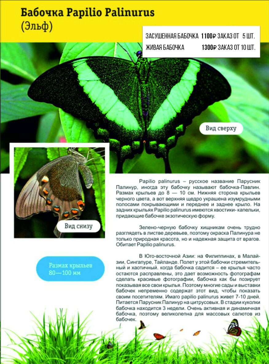 Фотосессия с живыми тропическими бабочками в Краснодаре. Интерьерная фотостудия FOTOGEN г. Краснодар