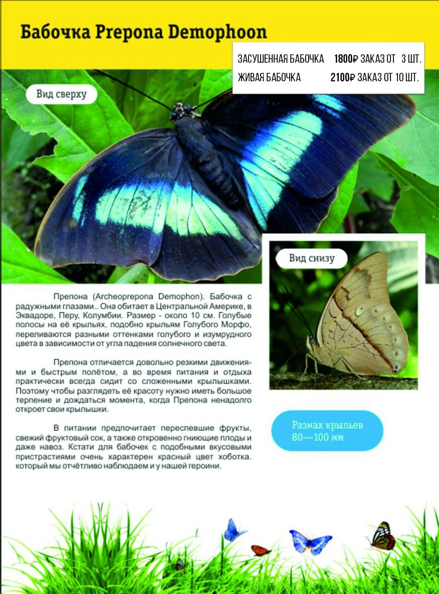 Фотосессия с живыми тропическими бабочками в Краснодаре. Интерьерная фотостудия FOTOGEN г. Краснодар