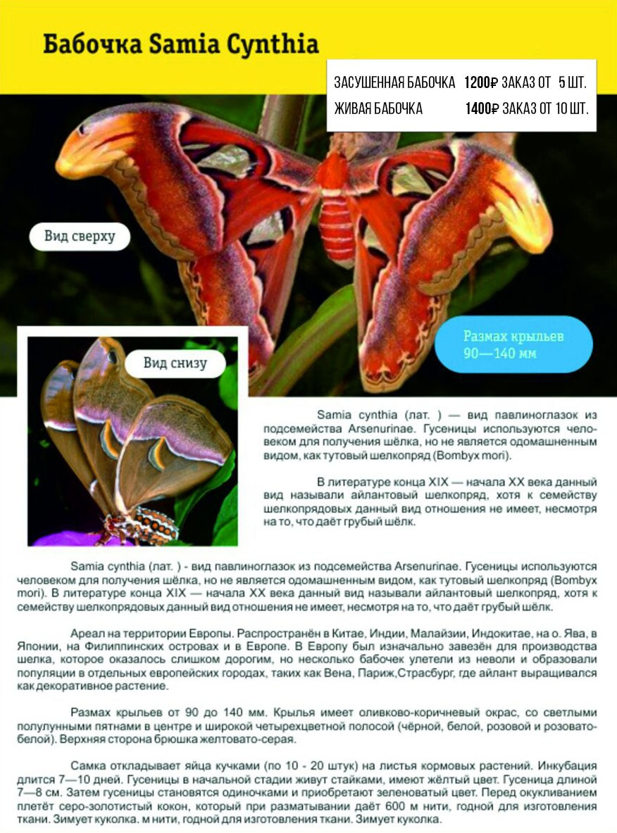 Фотосессия с живыми тропическими бабочками в Краснодаре. Интерьерная фотостудия FOTOGEN г. Краснодар