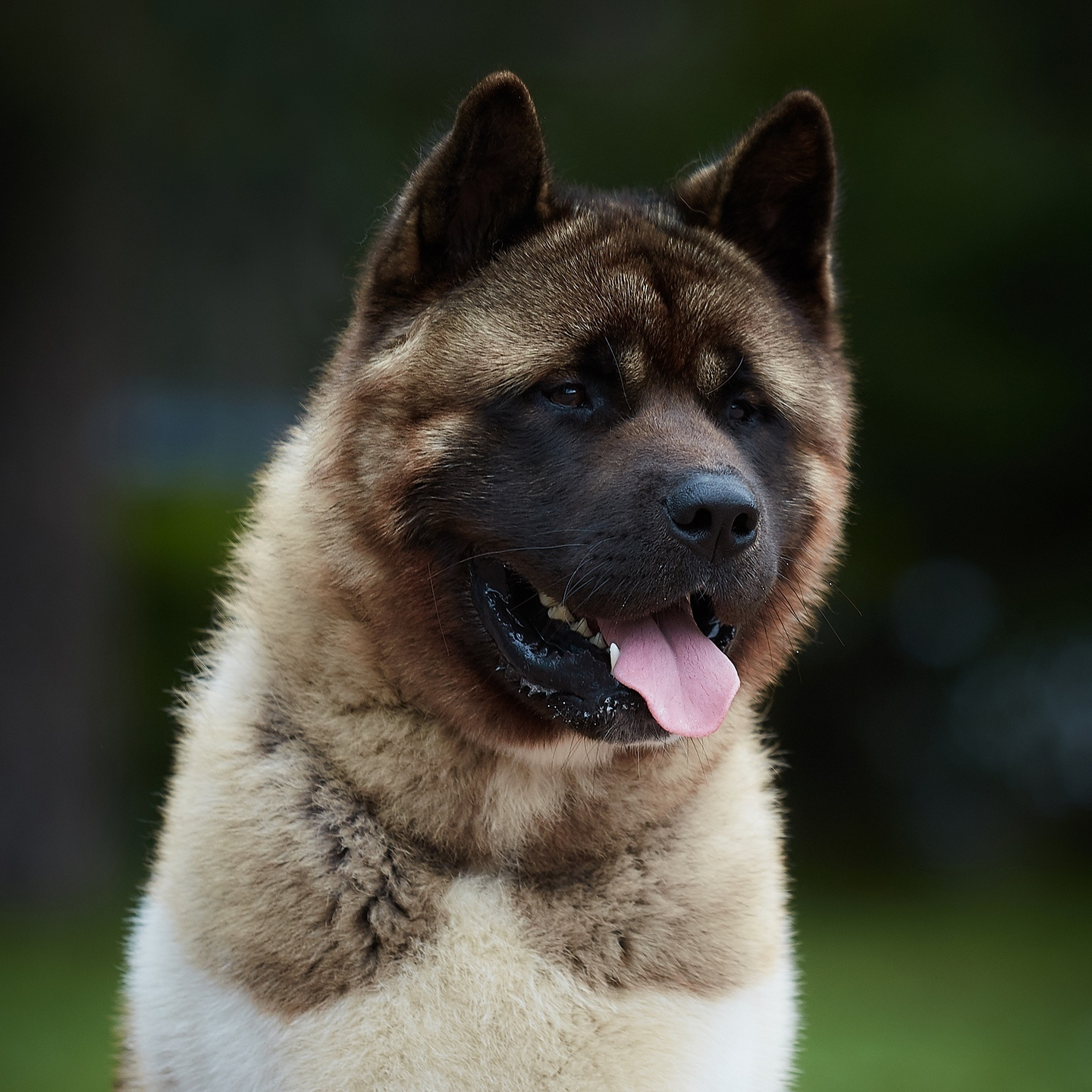 Gals * IMAGINE DRAGON. AMERICAN AKITA RUBYLIGHT KENNEL I SHIBA-INU