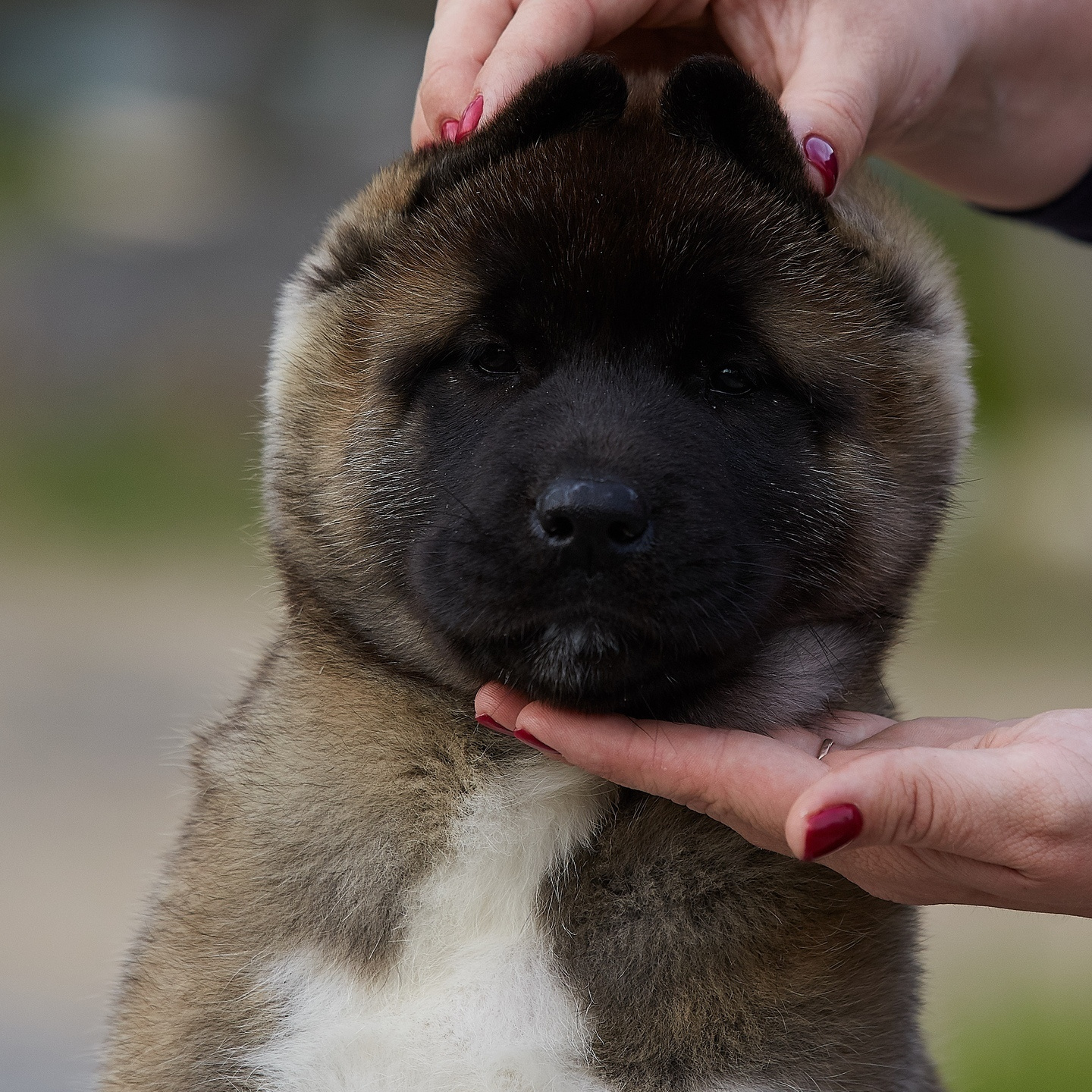 Новости питомника RUBYLIGHT, американская акита и сиба-ину. Американская акита I Сиба ину I Питомник RUBYLIGHT