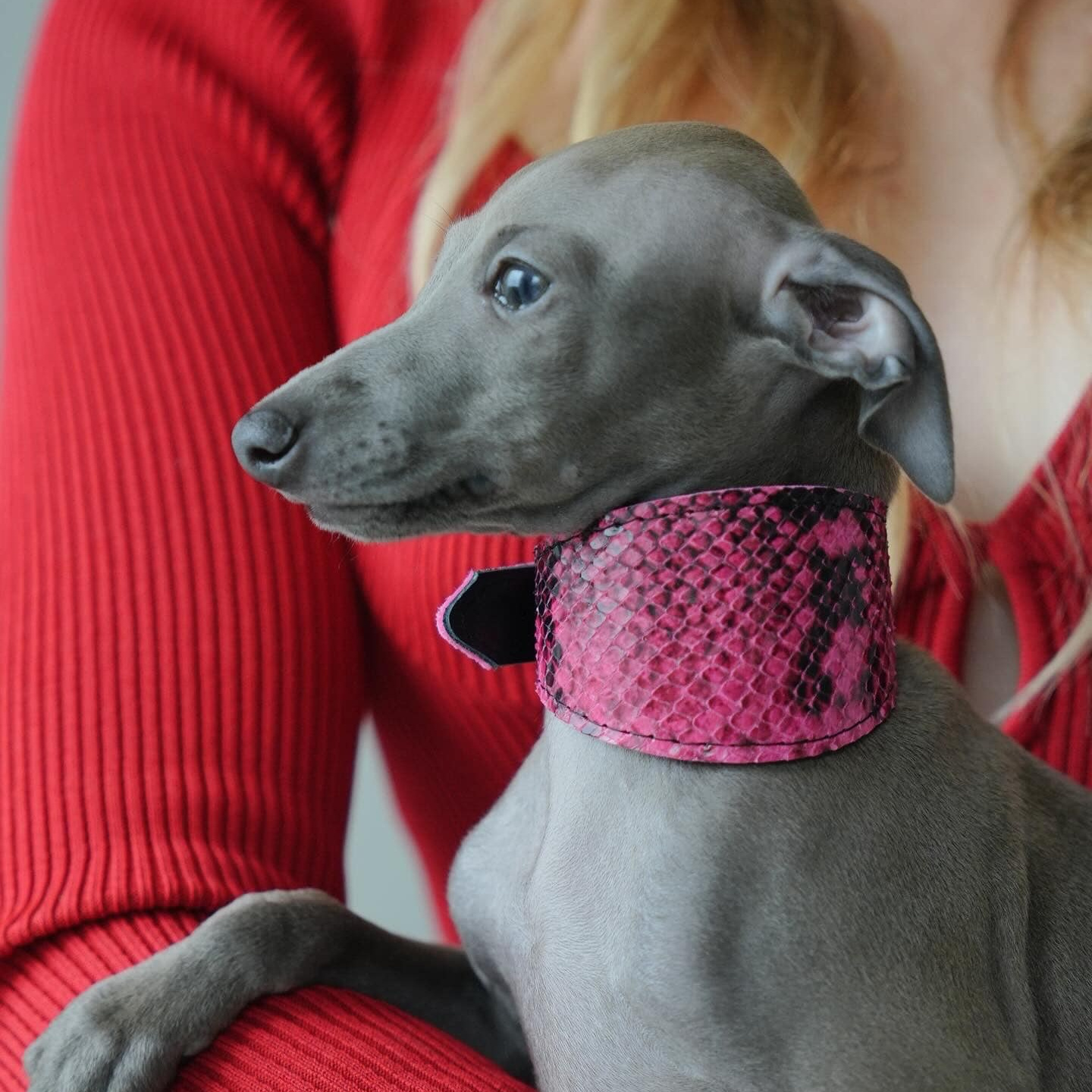 Прогулки. Профессиональный питомник левреток РКФ/FCI ASTI SAPPHIRE 💎 Сочи|Санкт-Петербург