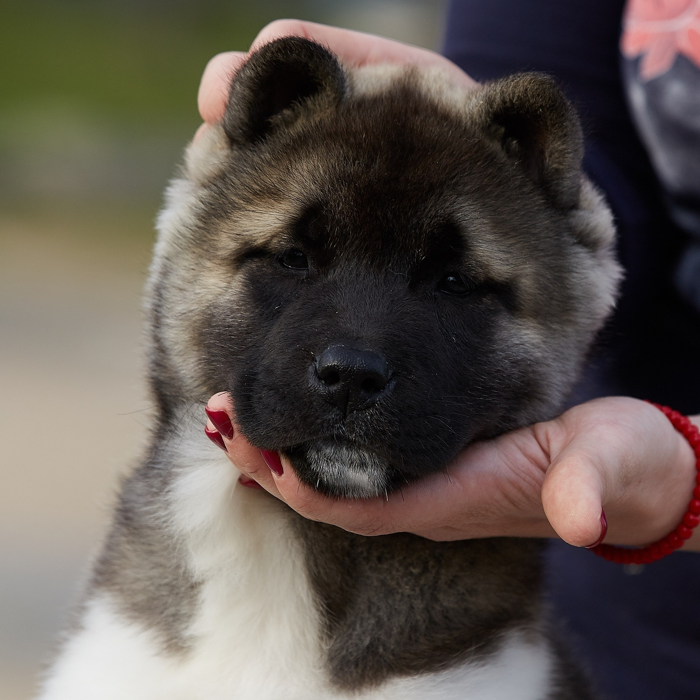 Новости питомника RUBYLIGHT, американская акита и сиба-ину. Американская акита I Сиба ину I Питомник RUBYLIGHT