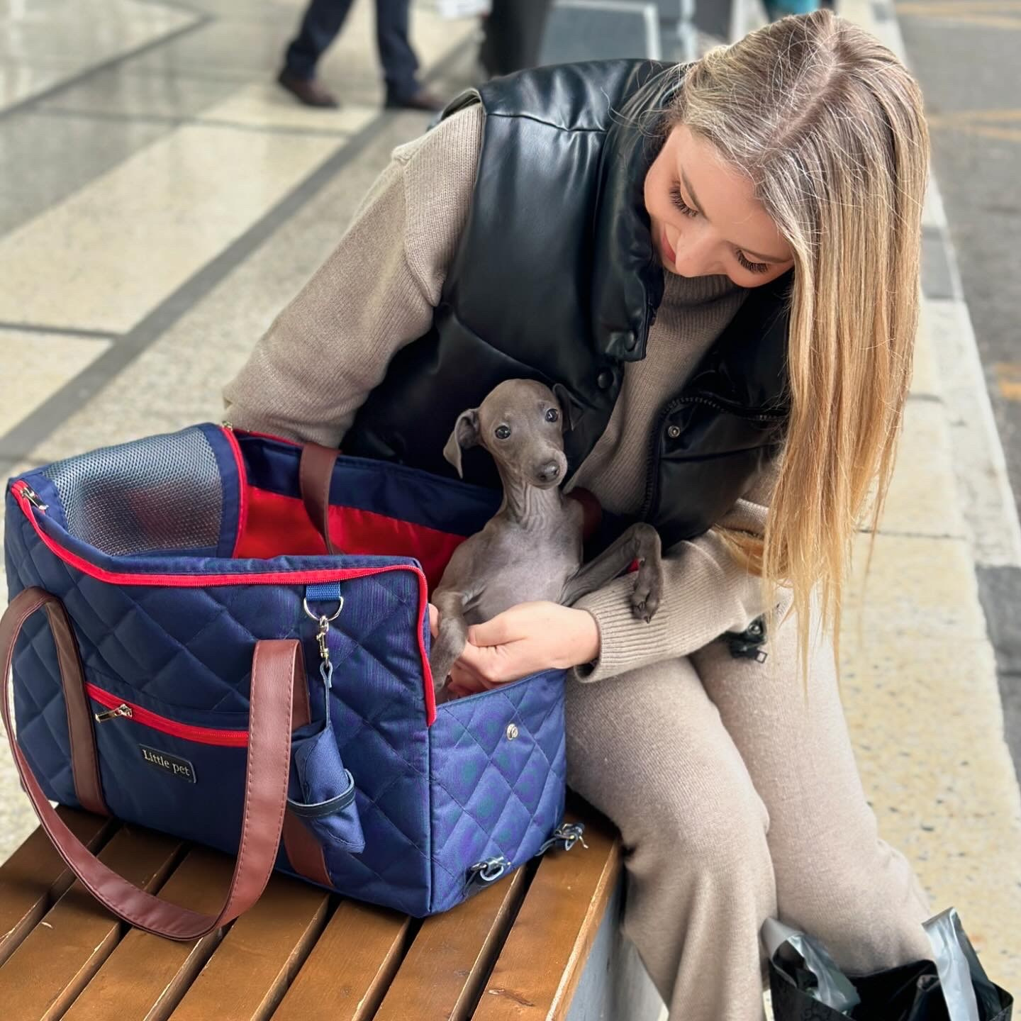 Доставка щенков по всему миру. Профессиональный питомник левреток РКФ/FCI ASTI SAPPHIRE 💎 Сочи|Санкт-Петербург