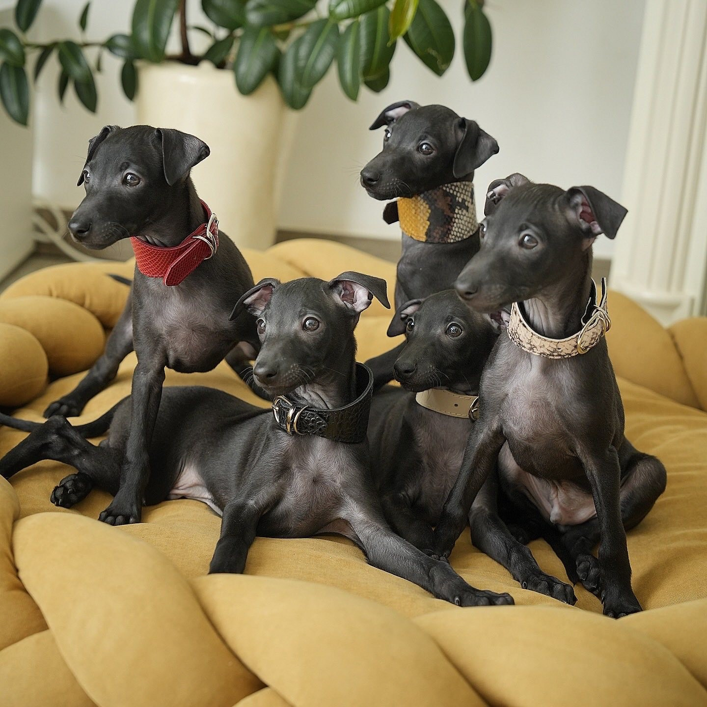 Сон и отдых. Профессиональный питомник левреток РКФ/FCI ASTI SAPPHIRE 💎 Сочи|Санкт-Петербург