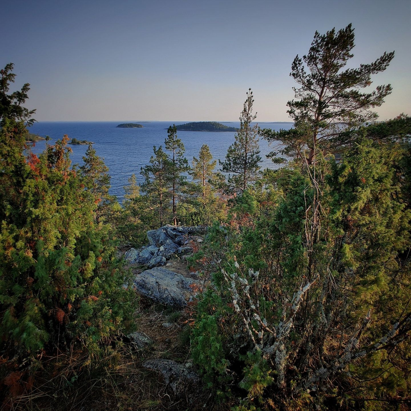 Вид на озеро и острова сквозь сосны Карнетсаари