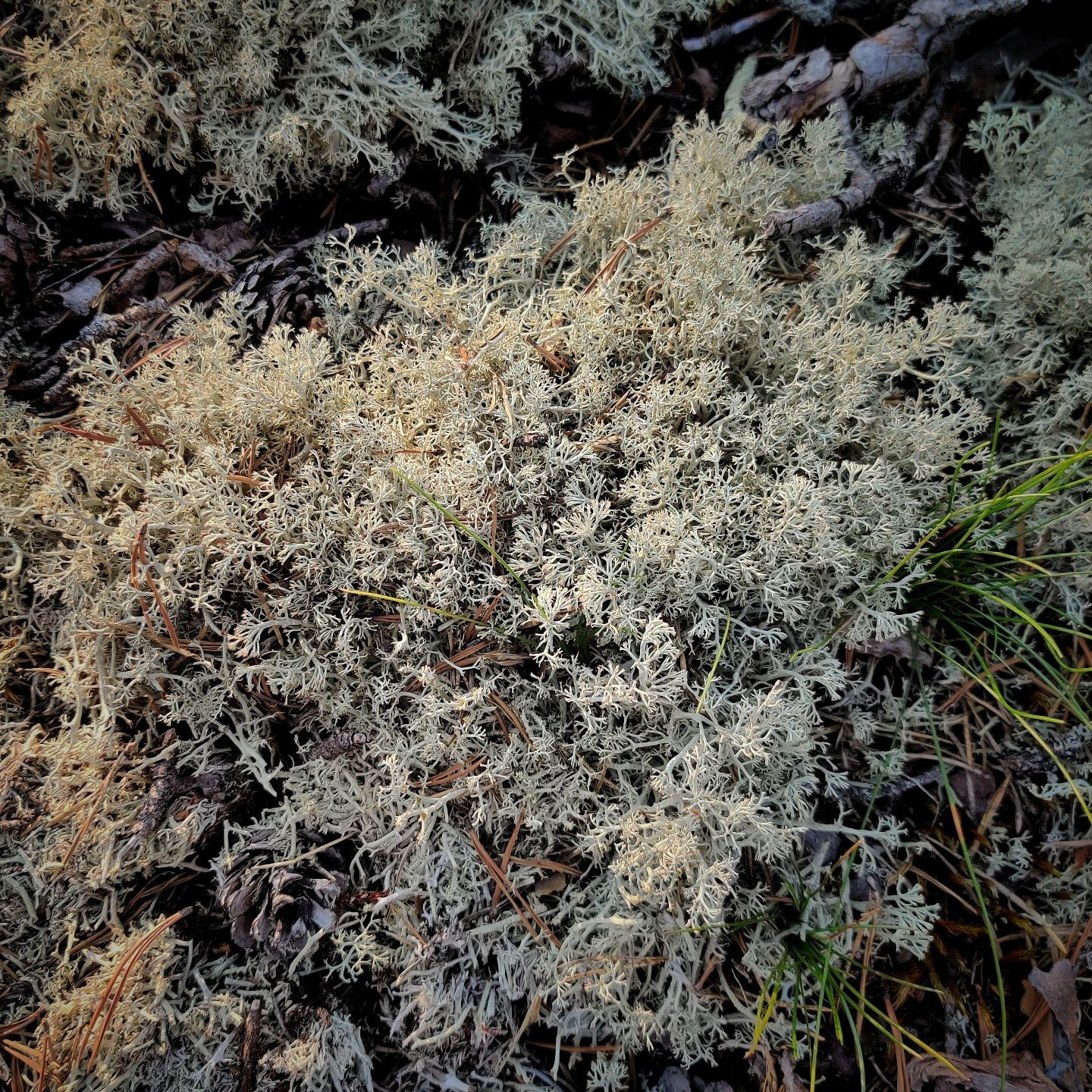 Светлый лишайник на почве соснового леса Карелии