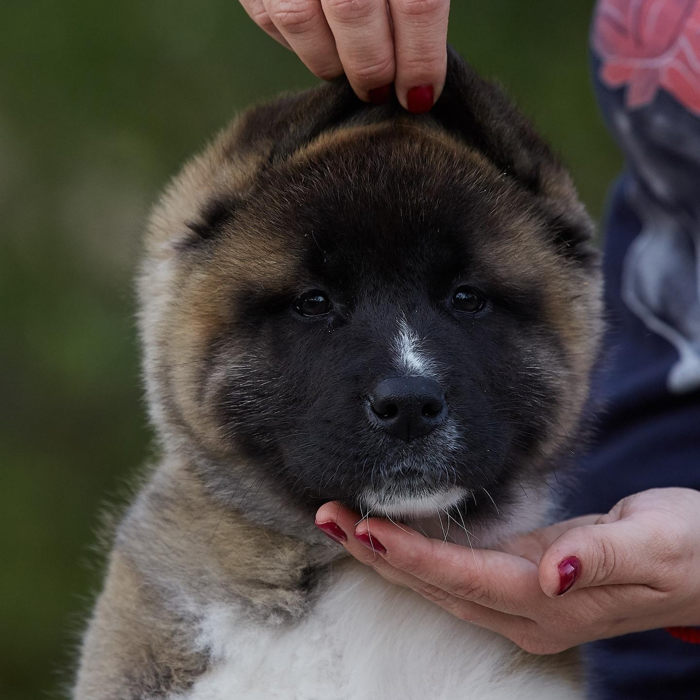 Новости питомника RUBYLIGHT, американская акита и сиба-ину. Американская акита I Сиба ину I Питомник RUBYLIGHT