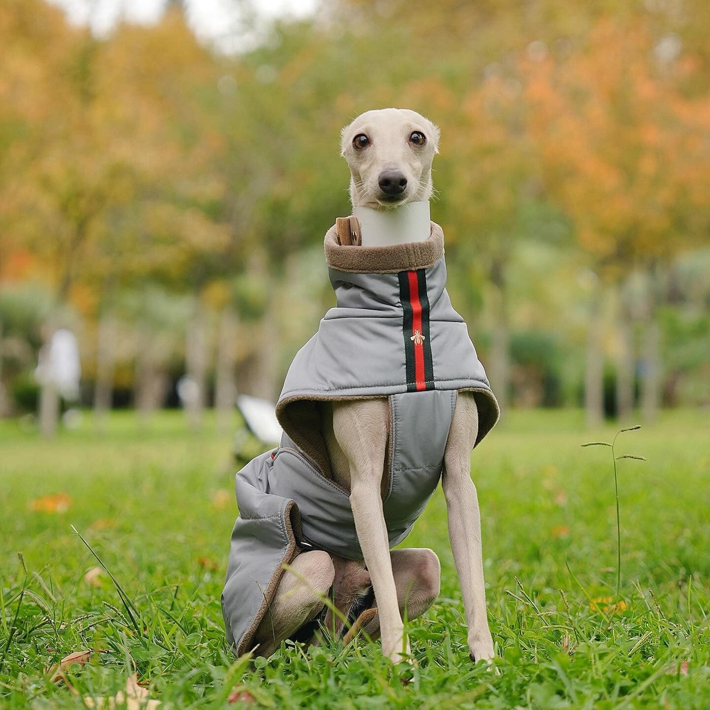 Одежда. Professional Italian Greyhound Kennel RKF/FCI ASTI SAPPHIRE 💎 Sochi|St. Petersburg