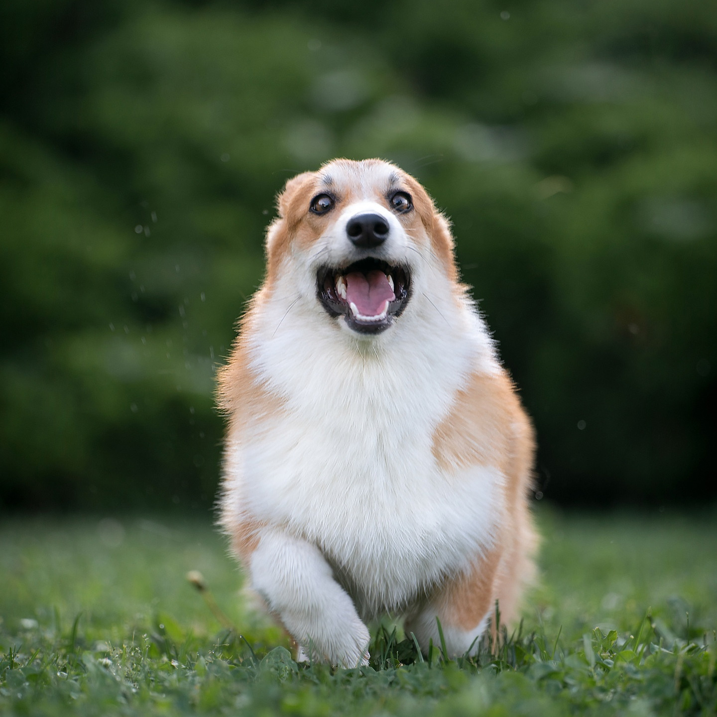 Услуги. Фотограф анималист
