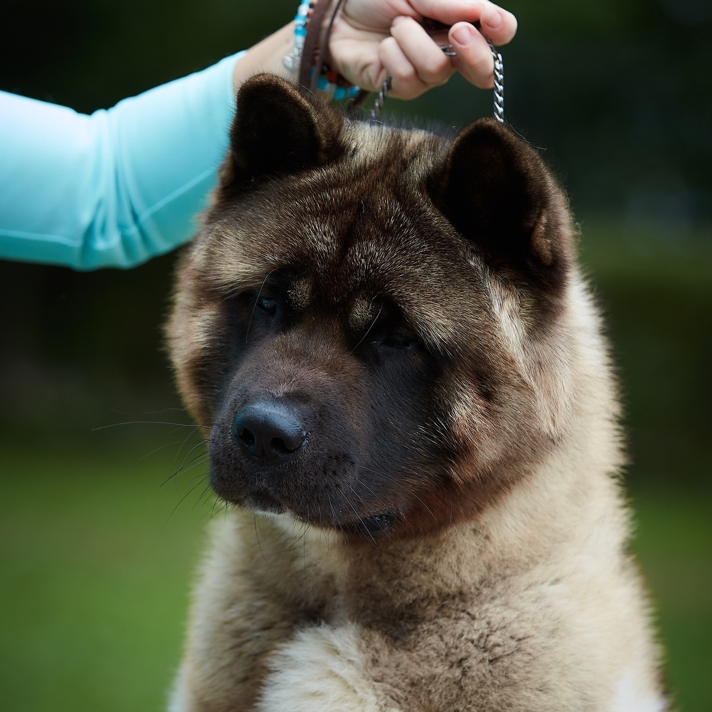 Gals * IMAGINE DRAGON. AMERICAN AKITA RUBYLIGHT KENNEL I SHIBA-INU