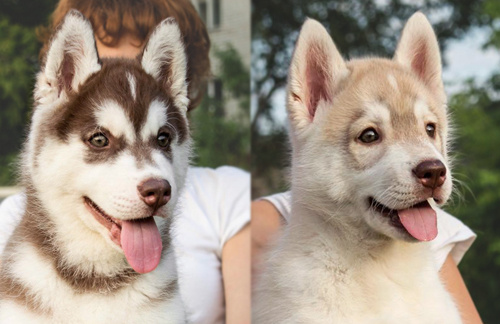 Племенная книга питомника Ice Fantasy. Ice Fantasy kennel: professional breeding of Siberian huskies and wels