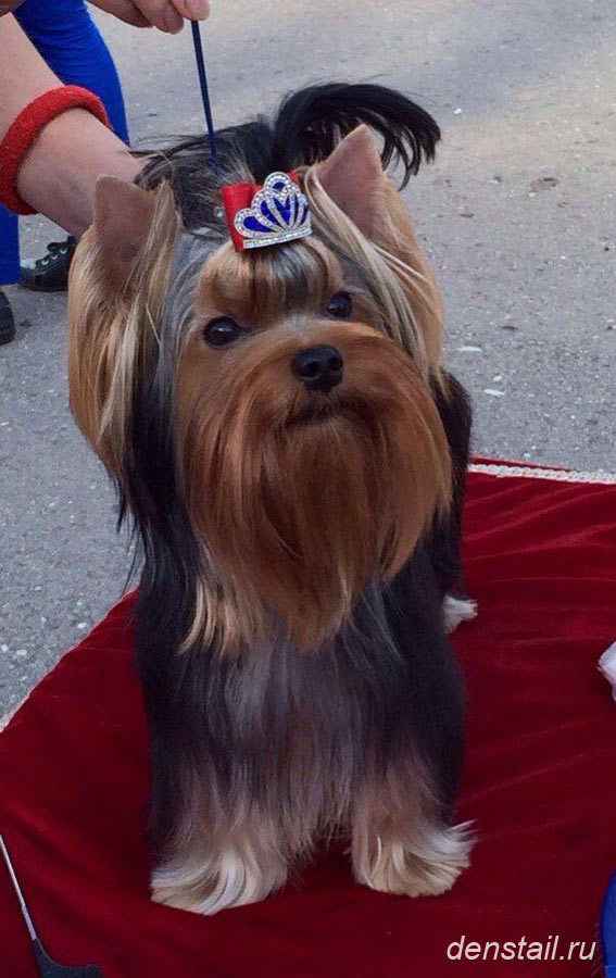 2014 г Результаты выставок. Питомник Йоркширских терьеров Дэнстайл в Санкт-Петербурге заводчик Тих