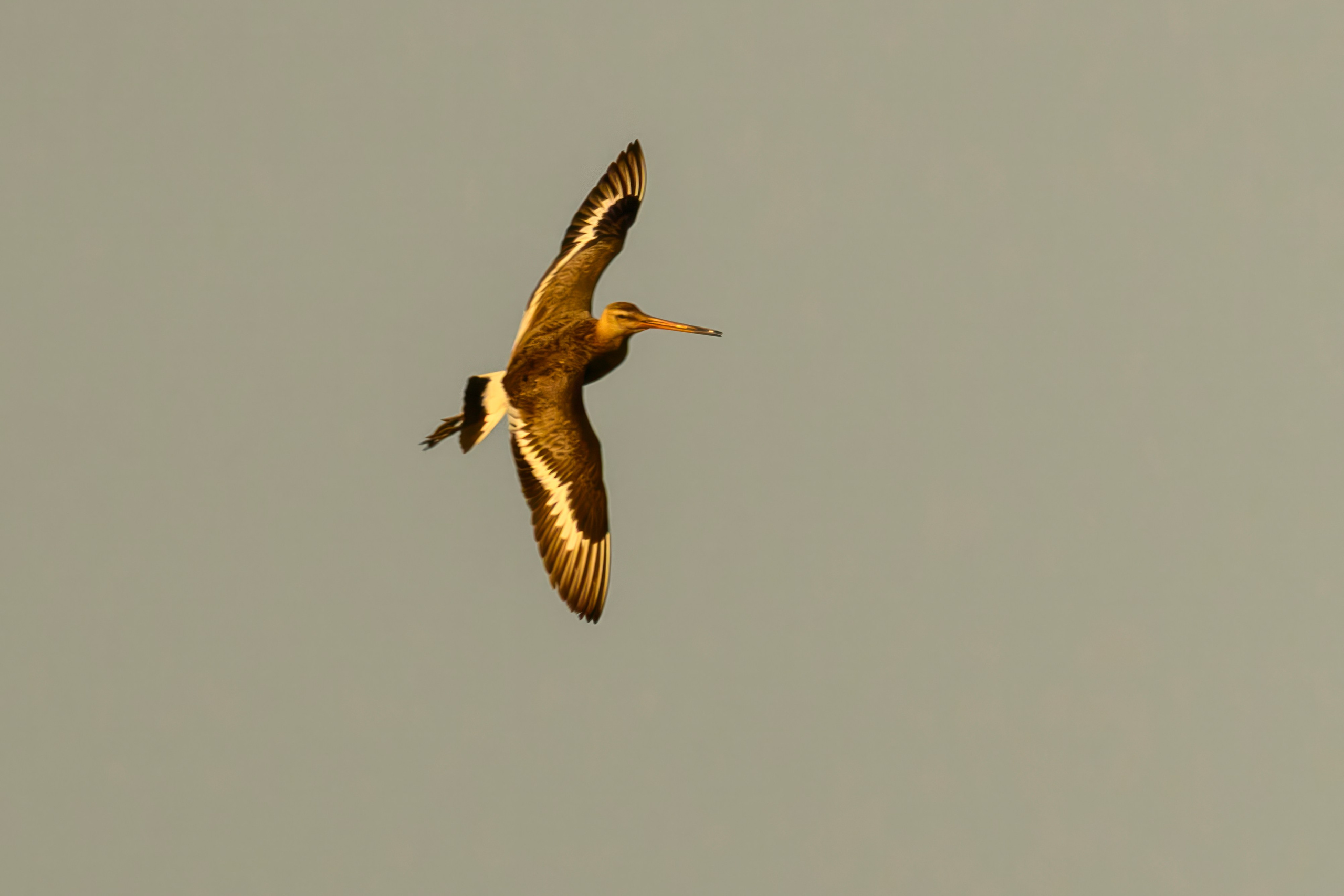 Совы и трясогузки. Фотограф Сергей Пупонин