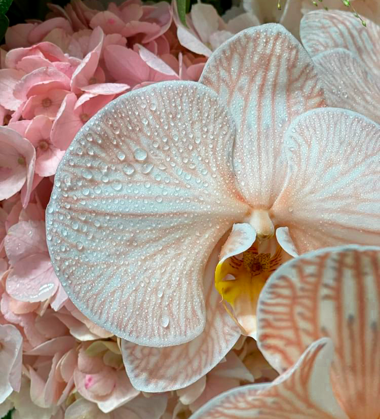 Услуги. Ульяна Палама: Мир через призму фотокамеры