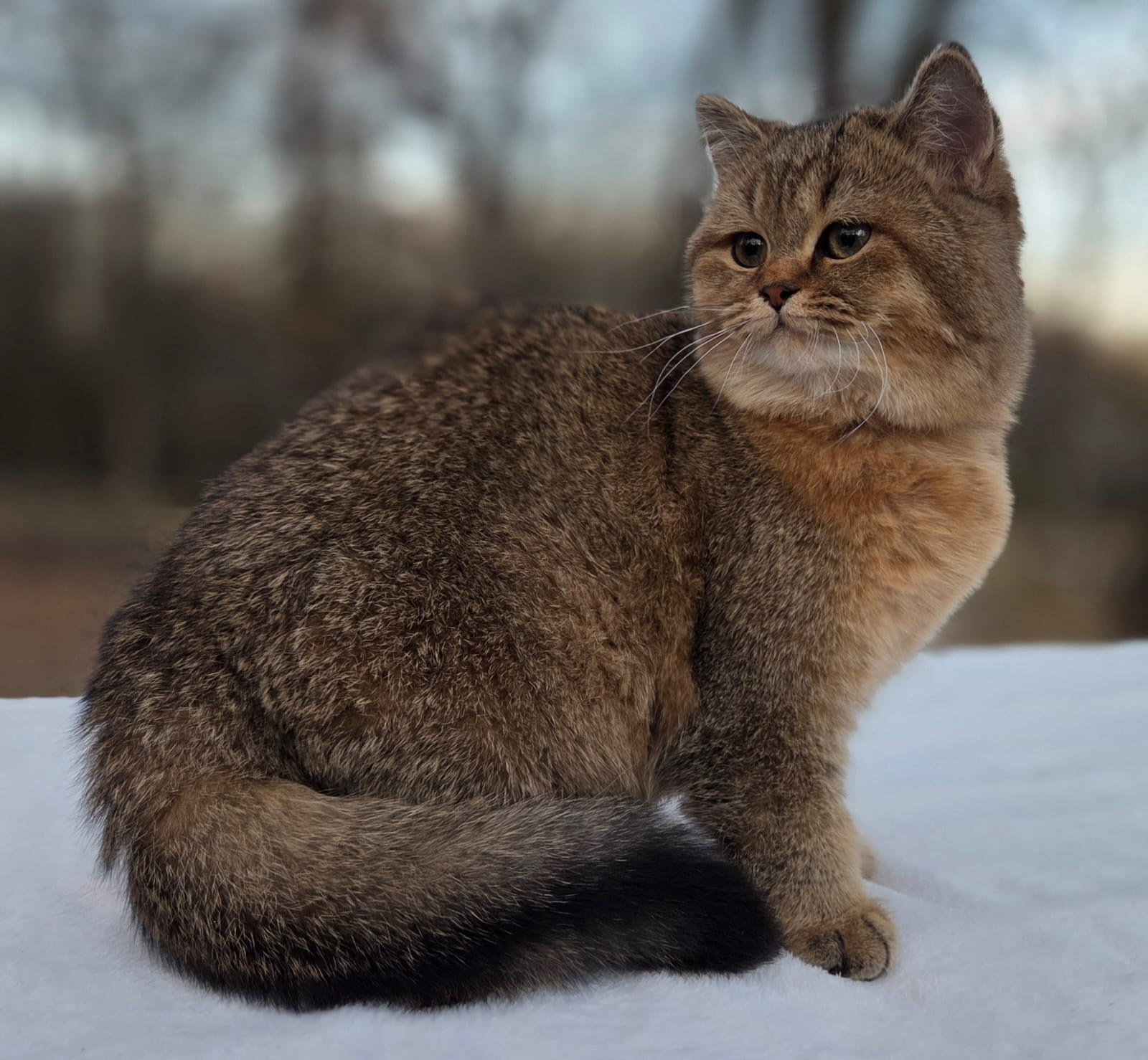 British shorhair Cats