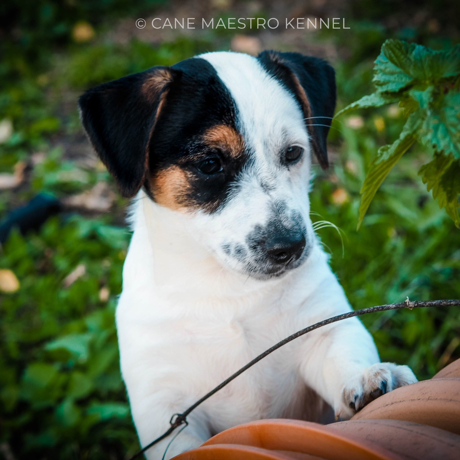 Джек рассел терьер окрас триколор.